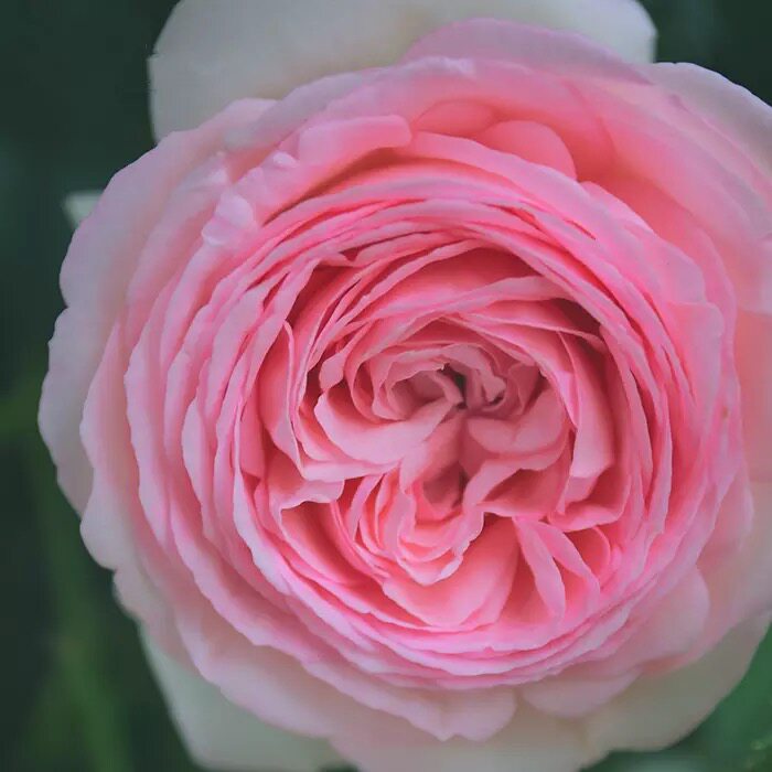 粉龙宝石大苗进口欧月粉色龙沙宝石藤本植物攀援爬藤蔷薇月季花苗