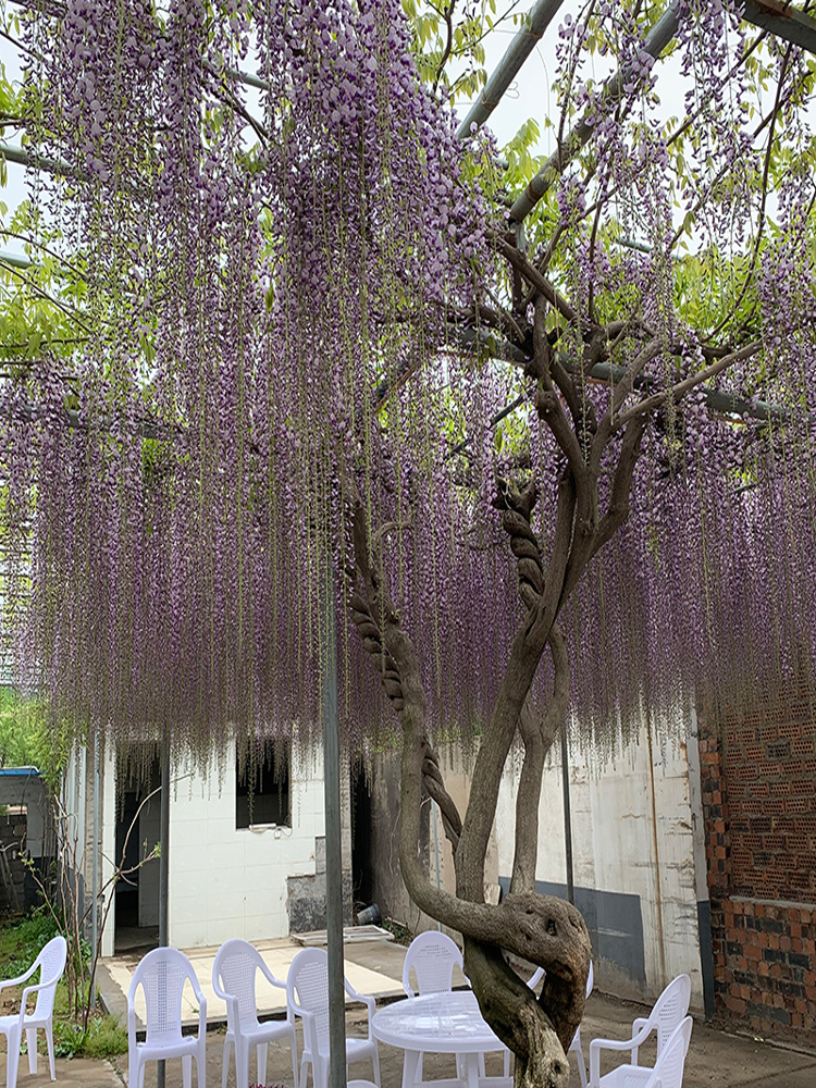 多花紫藤树苗紫藤萝紫藤花苗爬藤植物庭院围墙绿植花卉攀爬盆栽