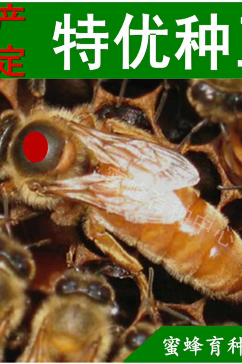 意蜂王种王正品种蜂王意蜂蜂王产卵王活体蜜浆高产蜜蜂王种王意蜂