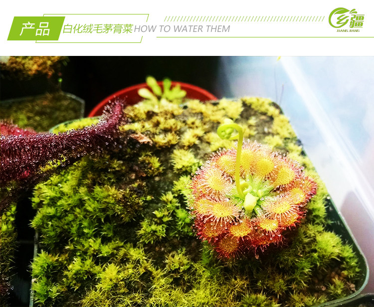基地直销白化绒毛茅膏食虫植物捕蝇草驱蚊草绿植