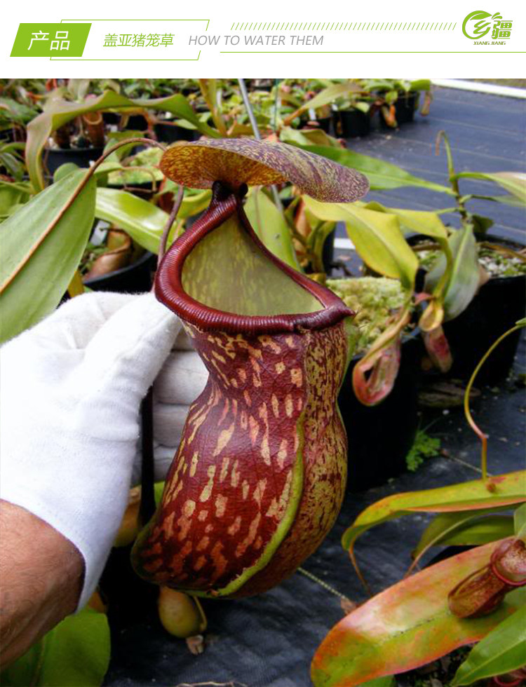 基地直销盖亚猪笼草食虫植物捕蝇草驱蚊草多肉食虫植物