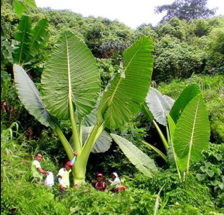 基地直销象耳大叶叶子童趣童话植物多肉趣味绿植