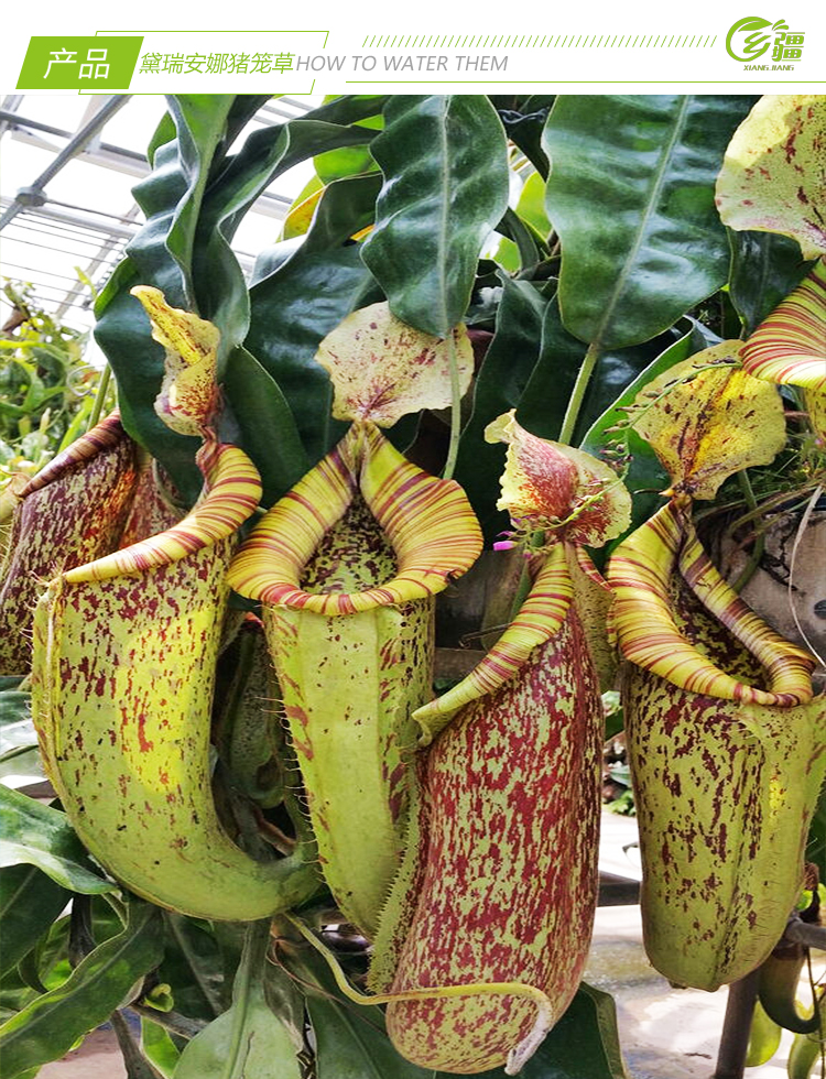 基地直销黛瑞安娜猪笼草食虫植物捕蝇草驱蚊草多肉绿植盆栽