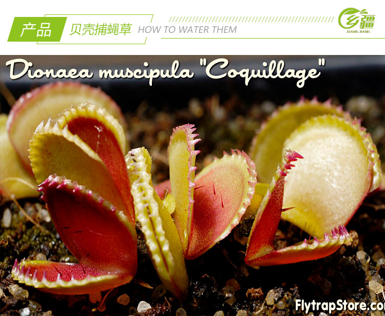 基地直销贝壳捕蝇草食虫植物猪笼草捕虫驱蚊草多肉绿植盆栽