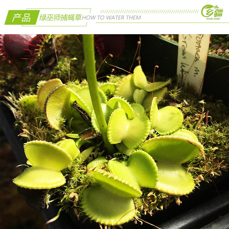 基地直销绿巫师捕蝇草食虫植物猪笼草驱蚊草多肉植物绿植盆栽