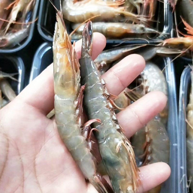滑皮鲜活东海特大海鲜脆皮虾青壳虾白虾剑500g虾类制品