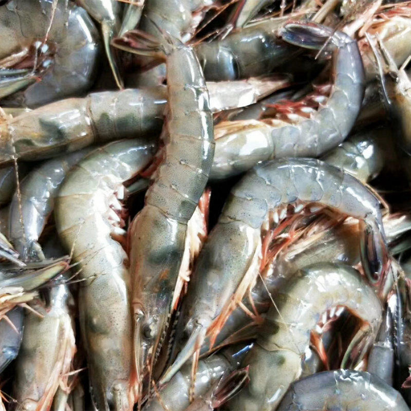 滑皮鲜活东海特大海鲜脆皮虾青壳虾白虾剑野生虾类制品