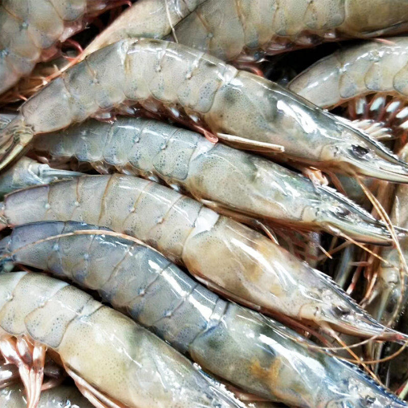 滑皮鲜活东海特大海鲜脆皮虾青壳虾白虾剑500g虾类制品