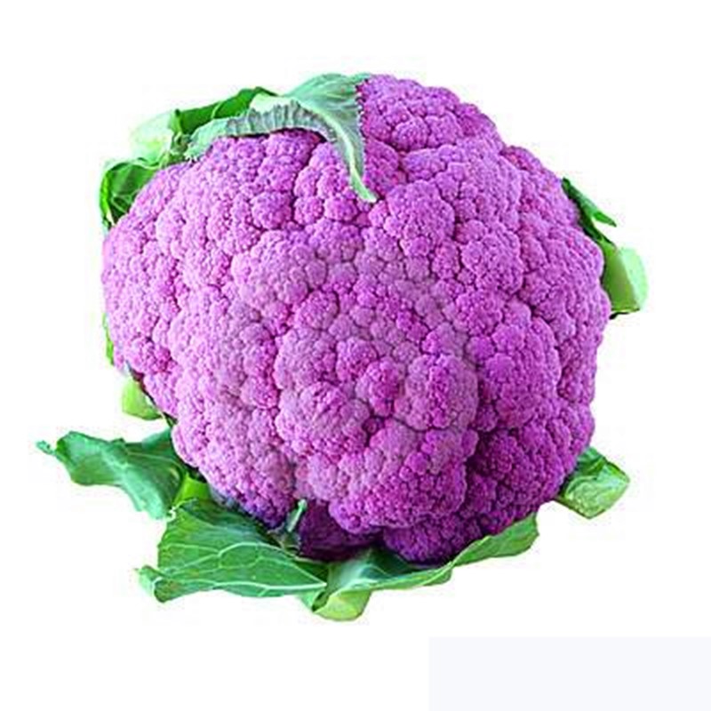 紫色种籽特色蔬菜菜种品种花椰菜稀有菜花花种花盆