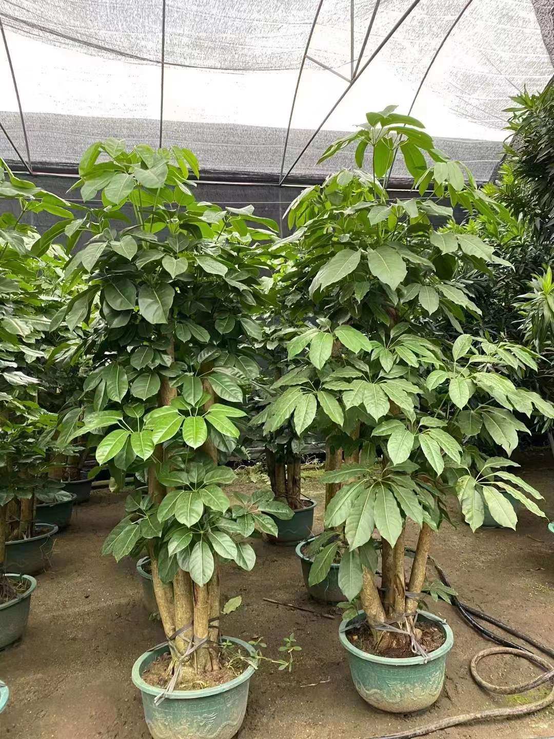 大叶伞老桩幸福树绿植大型室内办公室甲醛净化空气大厅大型绿植