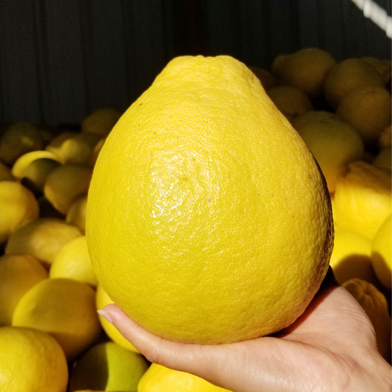 纯甜正宗梅州沙田柚柚子10斤整箱箱包当季新鲜柚子