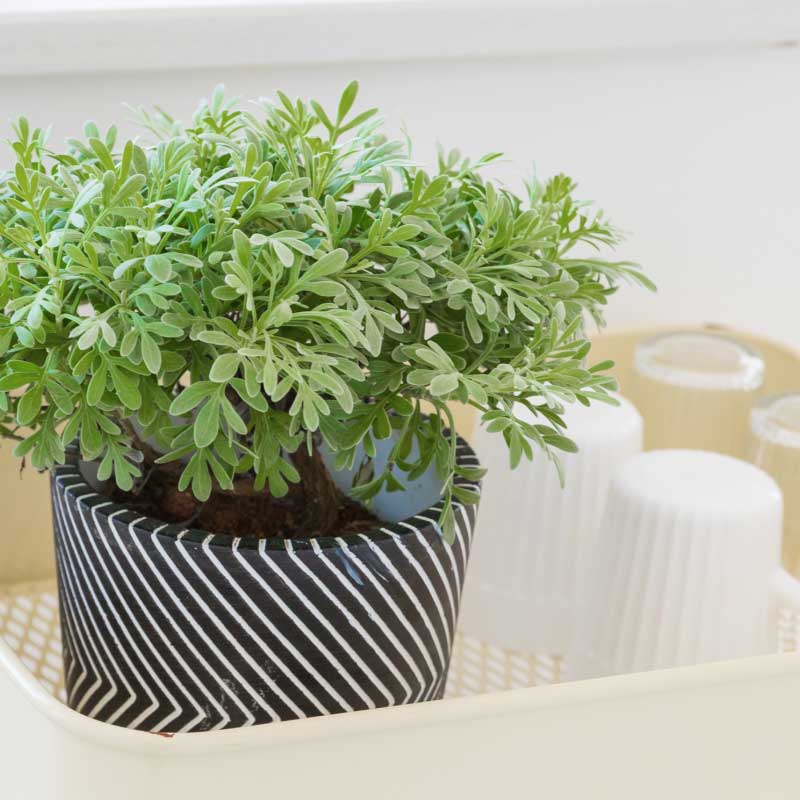 芙蓉盆栽玉芙蓉植物室内阳台桌面好养观净化空气耐寒绿植