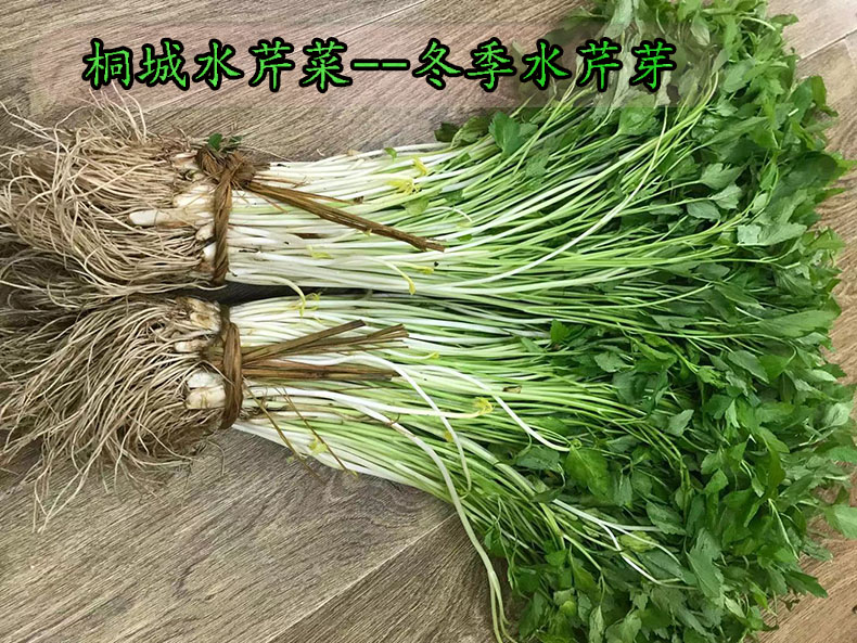 桐城水芹菜地方特产泉水田种植天然无污染水芹菜新鲜蔬