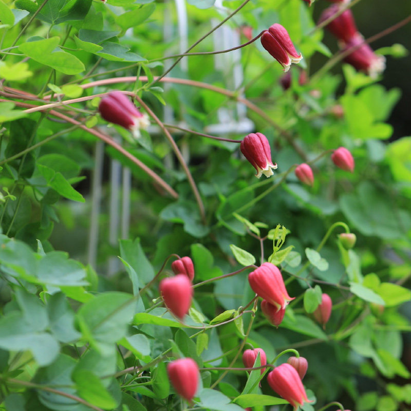 种花花王大爷铁线莲押切爬藤植物盆栽花卉花园绣球