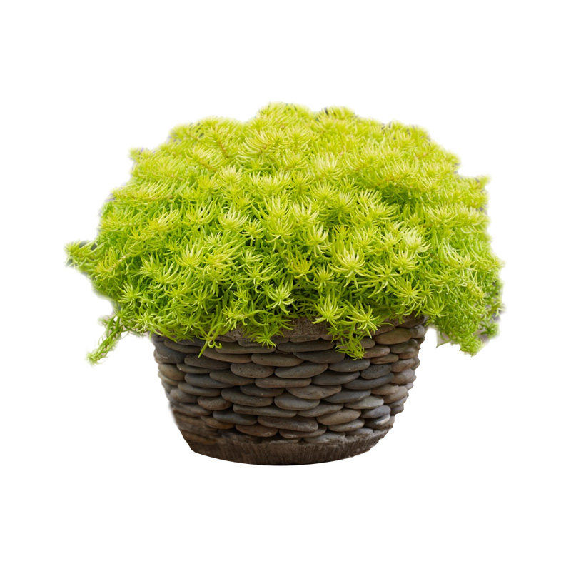 种花王大爷 佛甲草盆栽多年生地被植物常绿观叶耐阴好养耐热耐寒