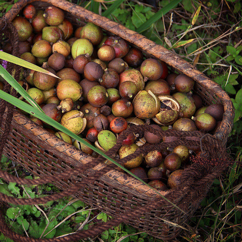 茶油食用油有机纯山压榨油茶籽婴儿凉拌山茶油