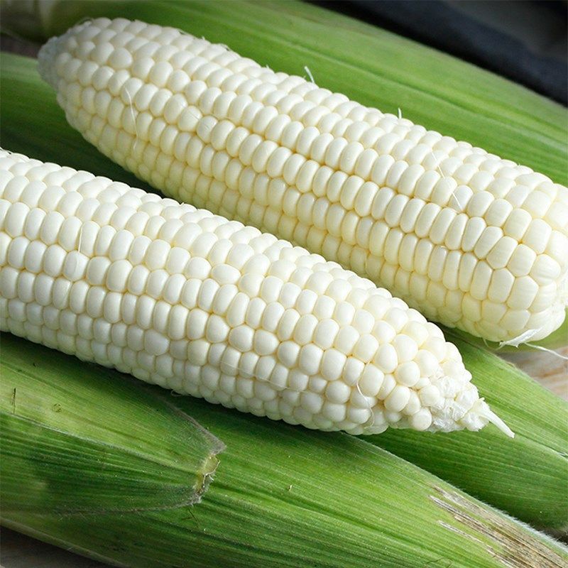 玉米重庆白玉米四川新鲜现摘高山带壳现发现掰新鲜玉米