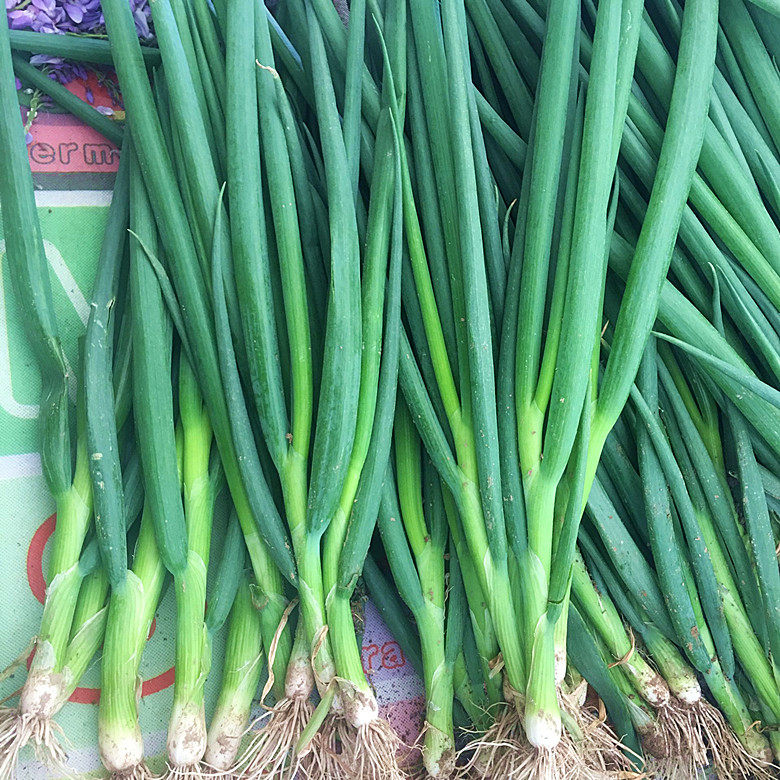 小葱新鲜蔬菜苗青葱葱秧绿农家现挖可吃可栽葱类