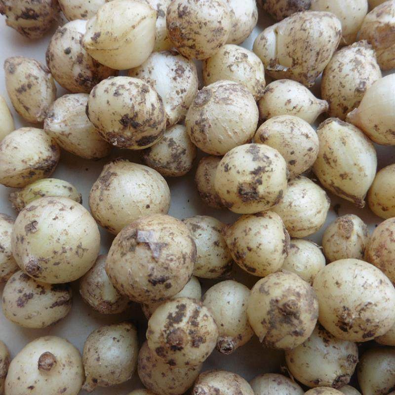 四川新鲜苦藠5斤装包邮团葱小根葱野葱头苦茭其它