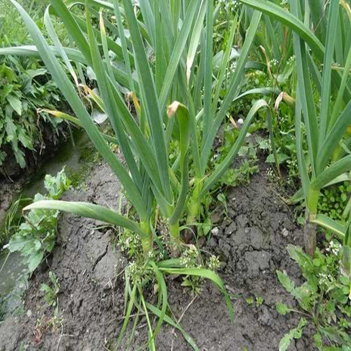 新鲜蒜苗紫皮农家自种大蒜叶子红皮带泥蔬菜其它