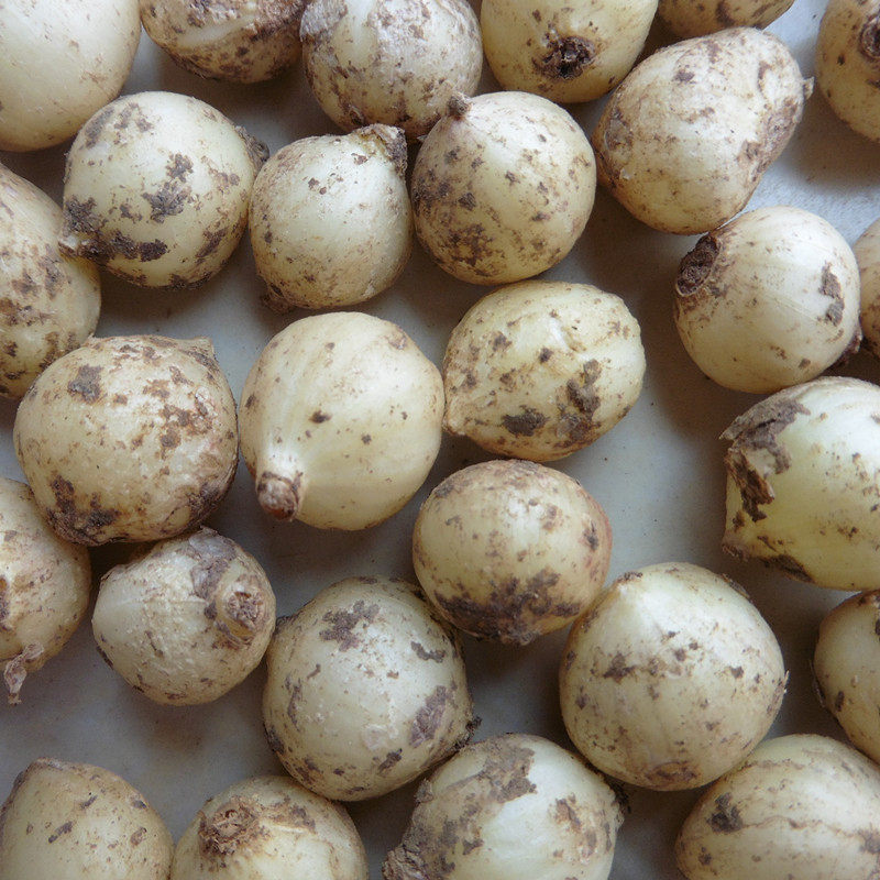 新鲜蔬菜团葱当季小蒜苦芥生苦茭苦藠洋葱小根其它