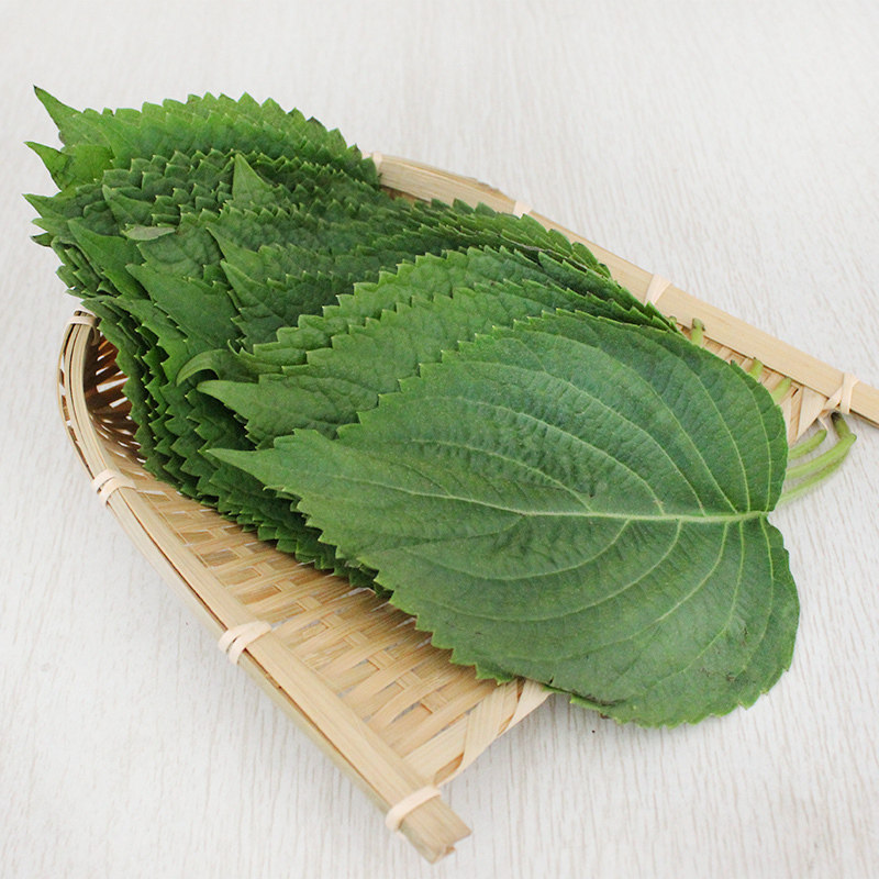 新鲜应季500g净重菜叶紫苏蔬菜失灵现发苏子叶其它