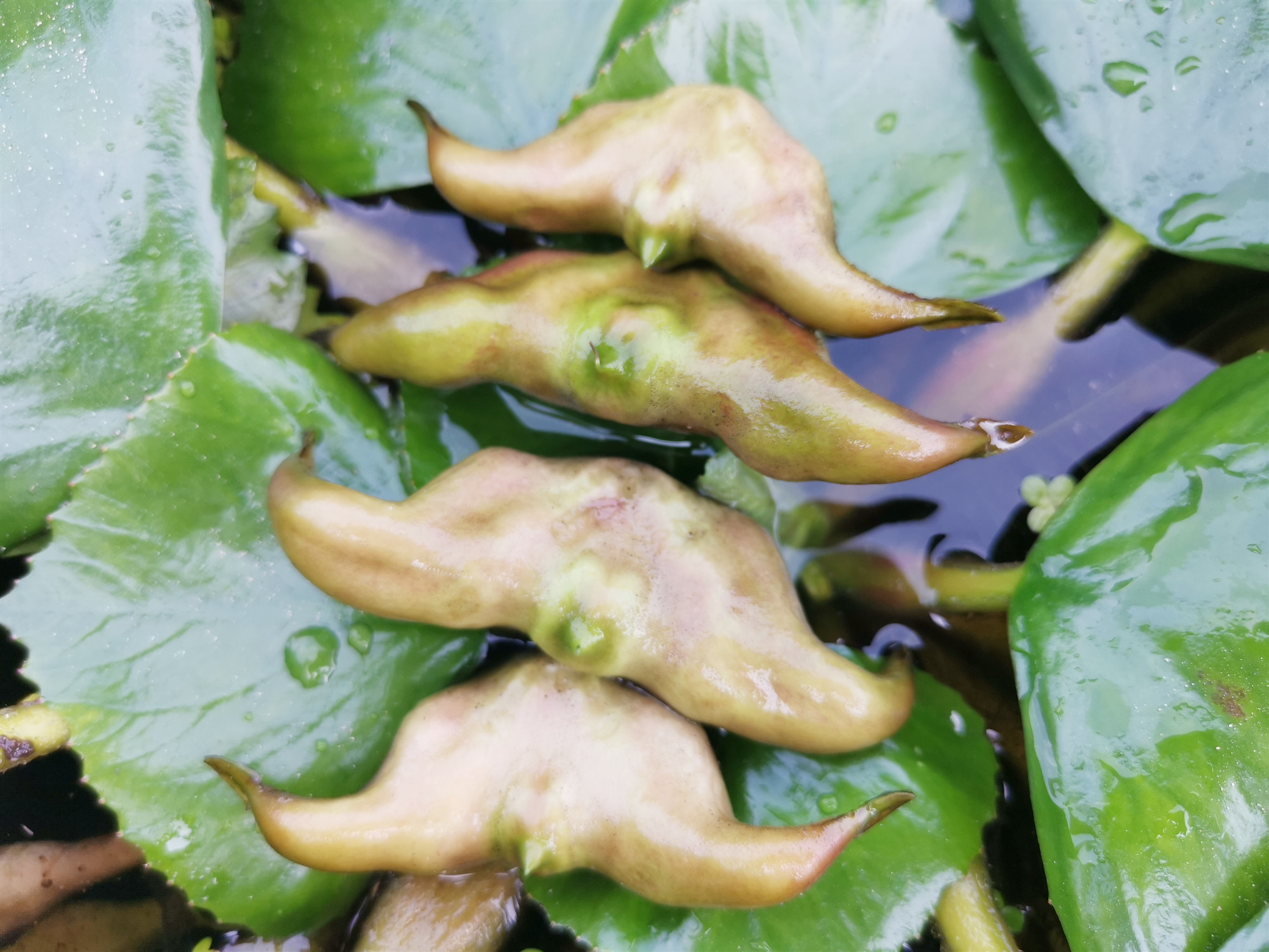 菱角洪湖新鲜鲜老粉糯美味皮薄肉厚当季整箱菱角