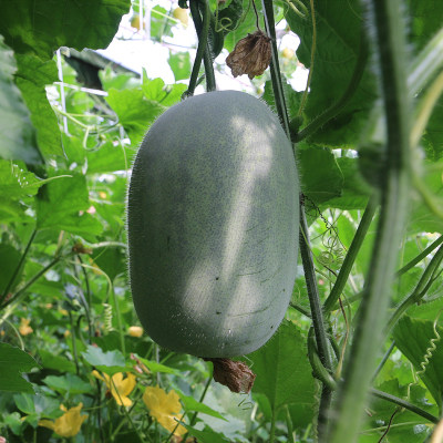 新鲜米冬瓜 现摘现发 新鲜蔬菜 应季蔬菜 带箱5斤