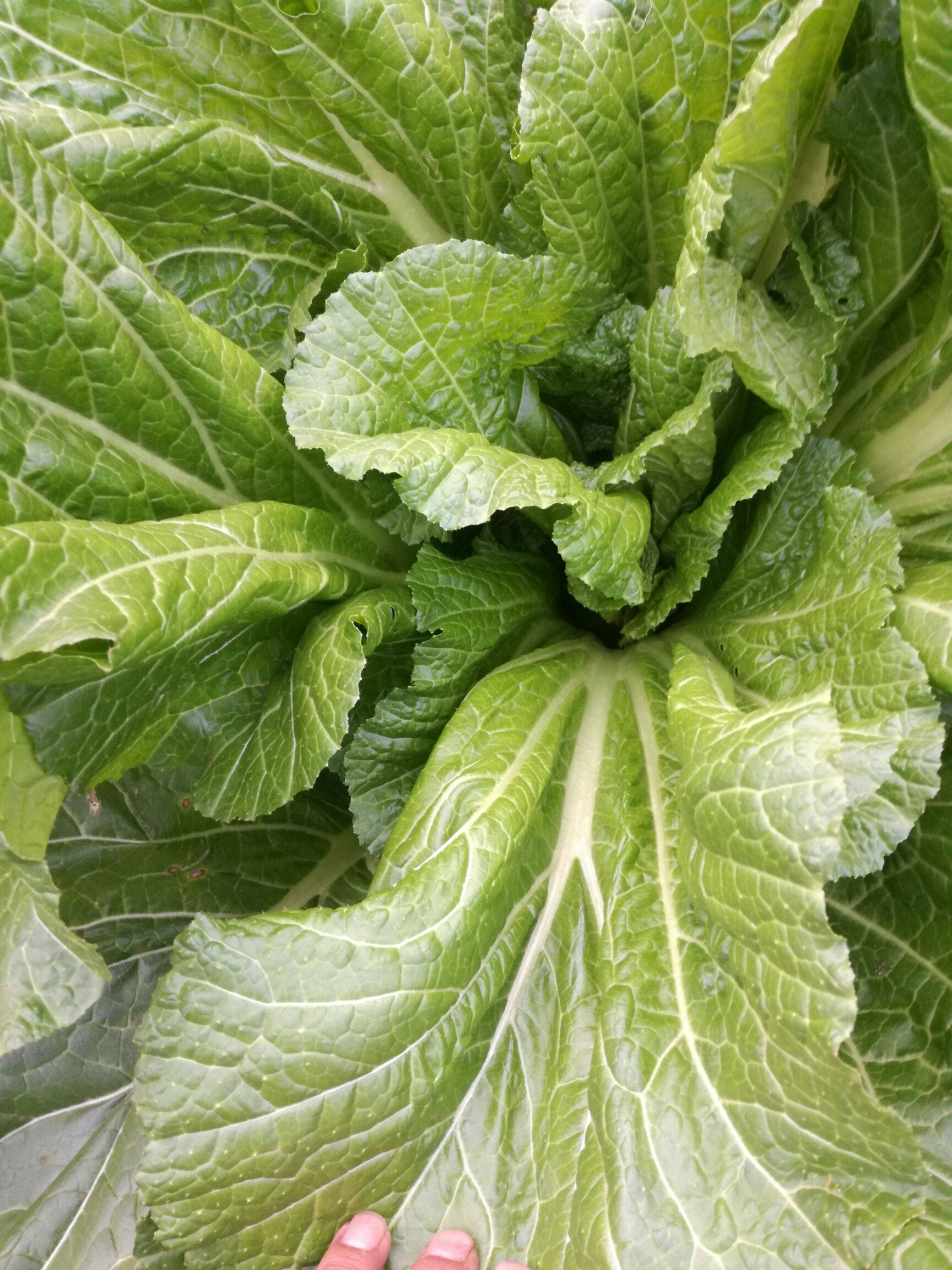 新鲜蔬菜芥菜大叶青菜农家菜园泡酸菜鱼宽邦青菜整箱10斤装包邮