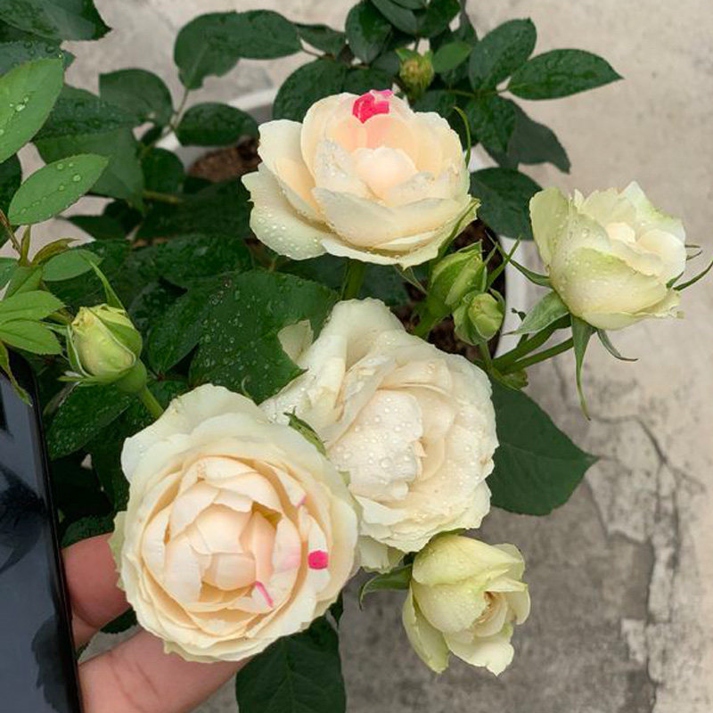 微型灌木月季白桃草莓冻糕多头头大浓香四季时令草本花卉