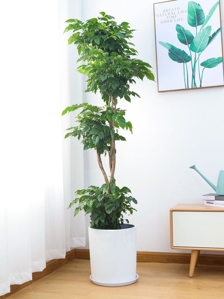 盆栽客厅室内植物大型幸福树大客北欧绿宝绿植花盆