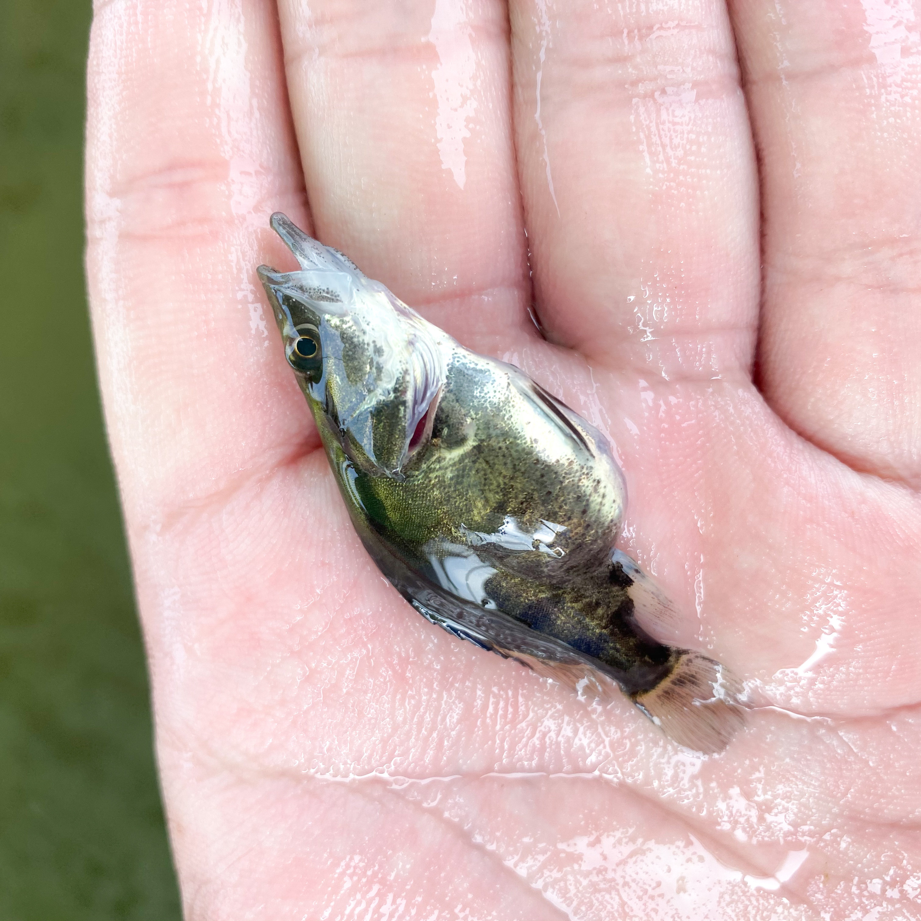 鱼苗2023正宗鳜鱼淡水养殖食用活体翘嘴冷水鱼