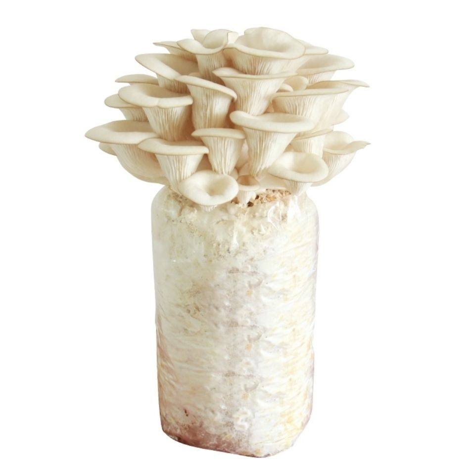 菌包1-3包家庭阳台蘑菇菌种食用菌平菇多肉植物