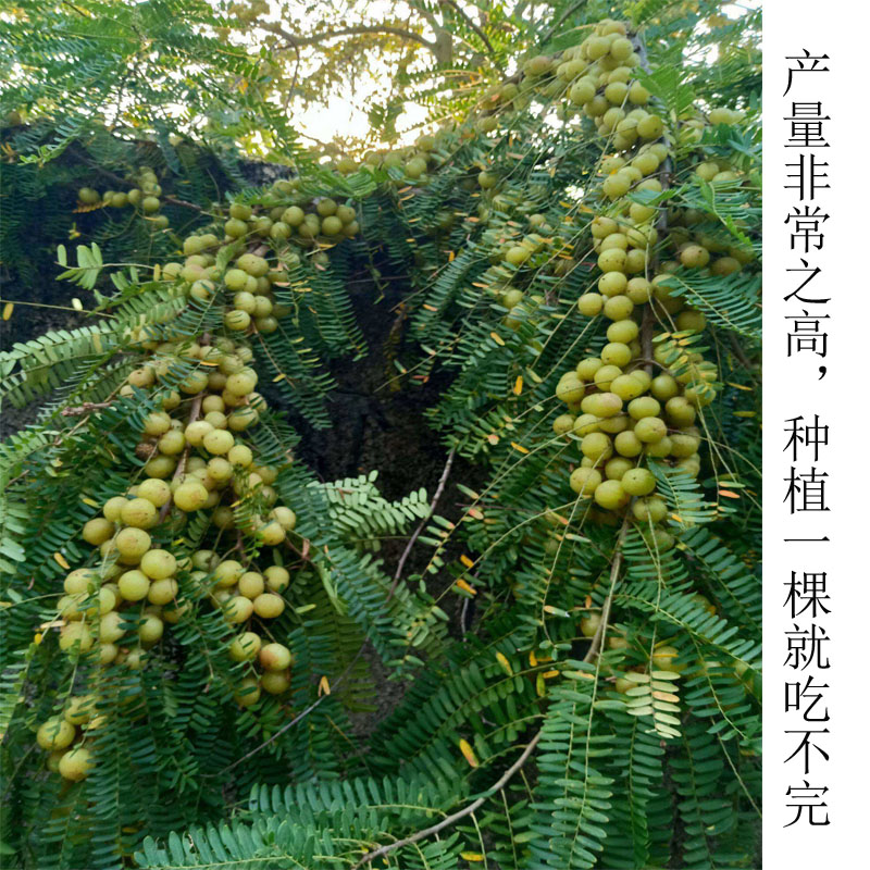 油柑树苗余甘果玻璃油甘树嫁接水果苗耐寒牛柑果树