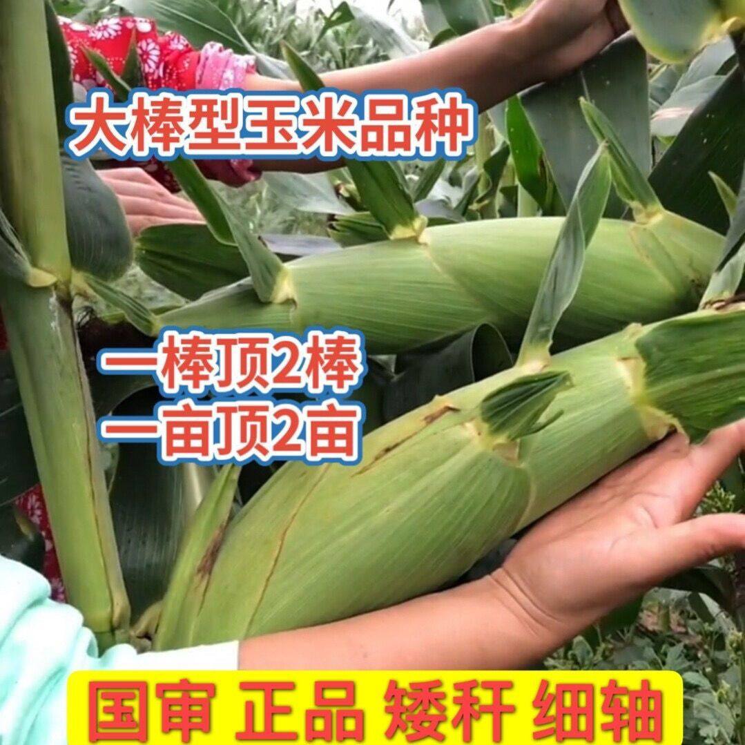 川单玉米四川单九九九九种子包装袋公斤一公斤家庭园艺种子