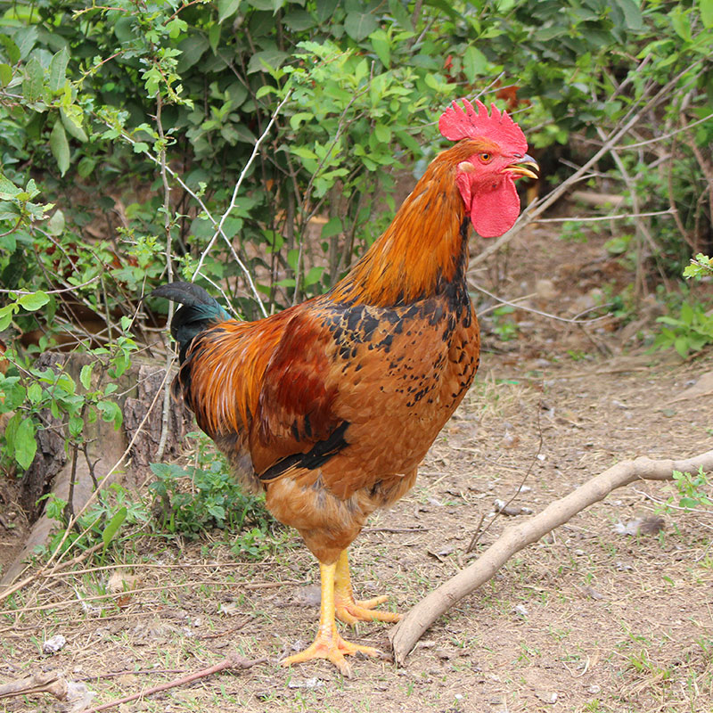 庄河特产大骨鸡散半年公鸡2.5kg整只包邮整鸡