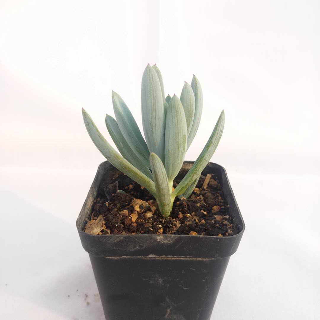 多肉植物蓝月亮蓝松菊科千里光属蓝色色系兰陵多肉植物