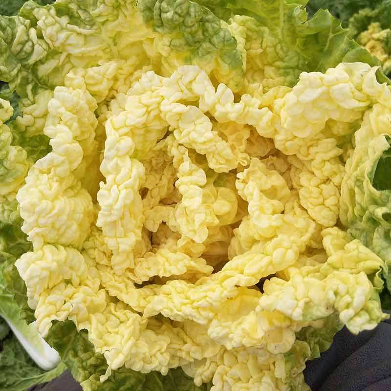 种子鸡蛋蛋黄大白菜耐寒春秋秋季鸭蛋黄黄白菜家庭园艺种子