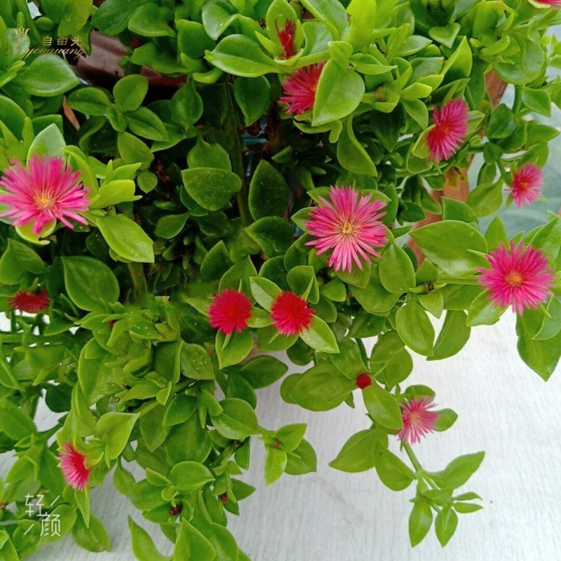 植物吊兰牡丹花苗带花阳台垂吊四季四季羊羊角花托