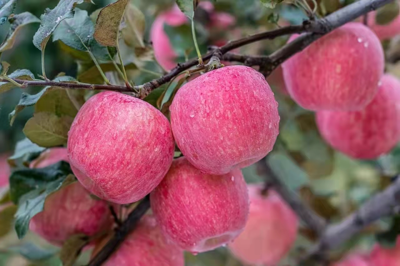 正宗灵宝寺河山sod精品红富士优质苹果一级脆甜苹果