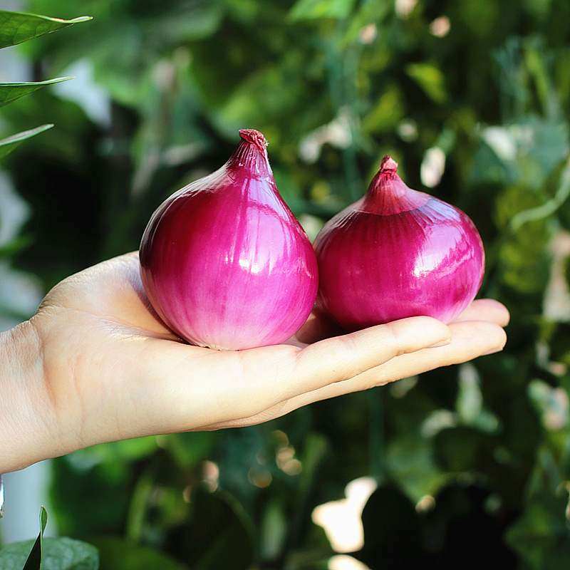 云南紫皮洋葱新鲜小洋葱头鲜辣味浓10斤装