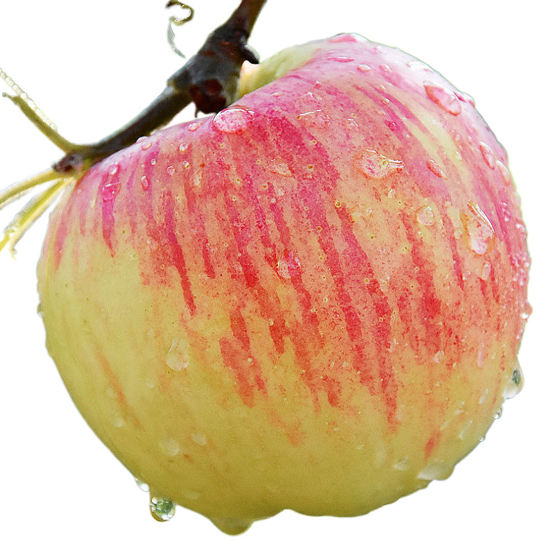 陕西嘎啦苹果水果新鲜10斤包邮当应季现摘脆甜苹果