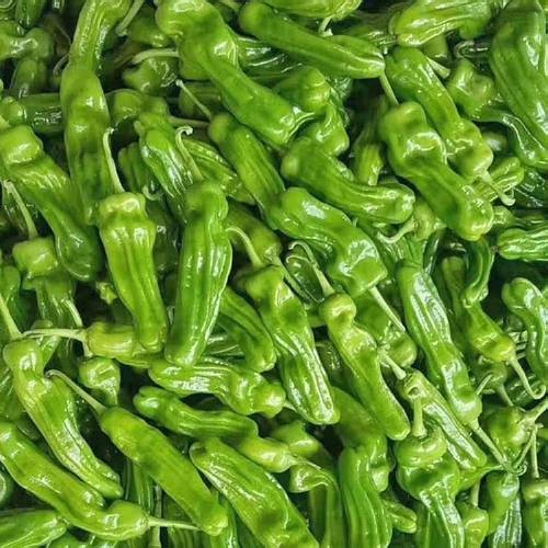 新鲜辣椒5斤包邮现农家自种薄皮微辣虎皮椒当辣椒