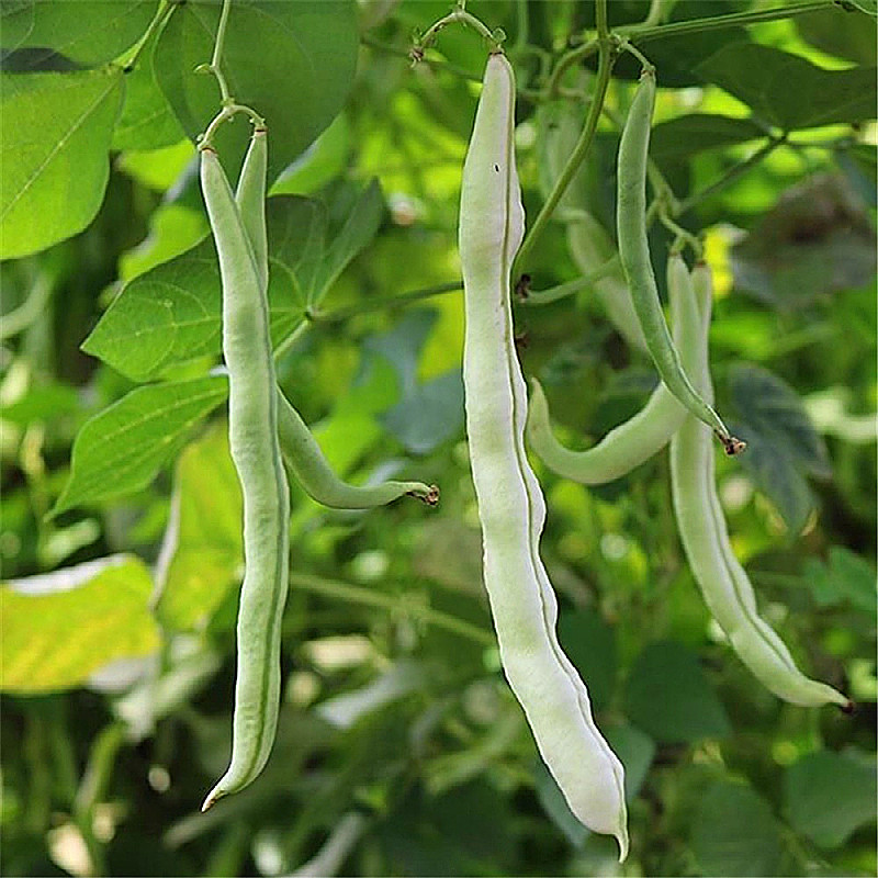 新鲜农家少扁架老来九粒蔬菜应季山东白芸豆包邮当新鲜豆类
