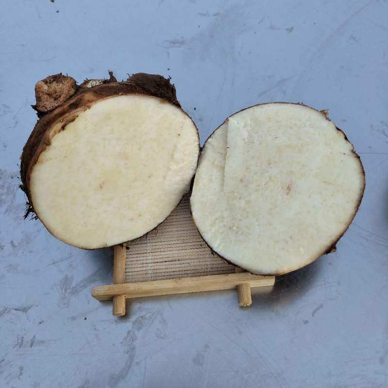 芋头新鲜母笨山东当应季包邮农家香软可口10斤其它