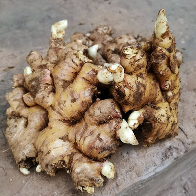 老姜母姜种姜云南罗平小黄姜10斤罗平小黄姜种子姜生姜芽批发包邮