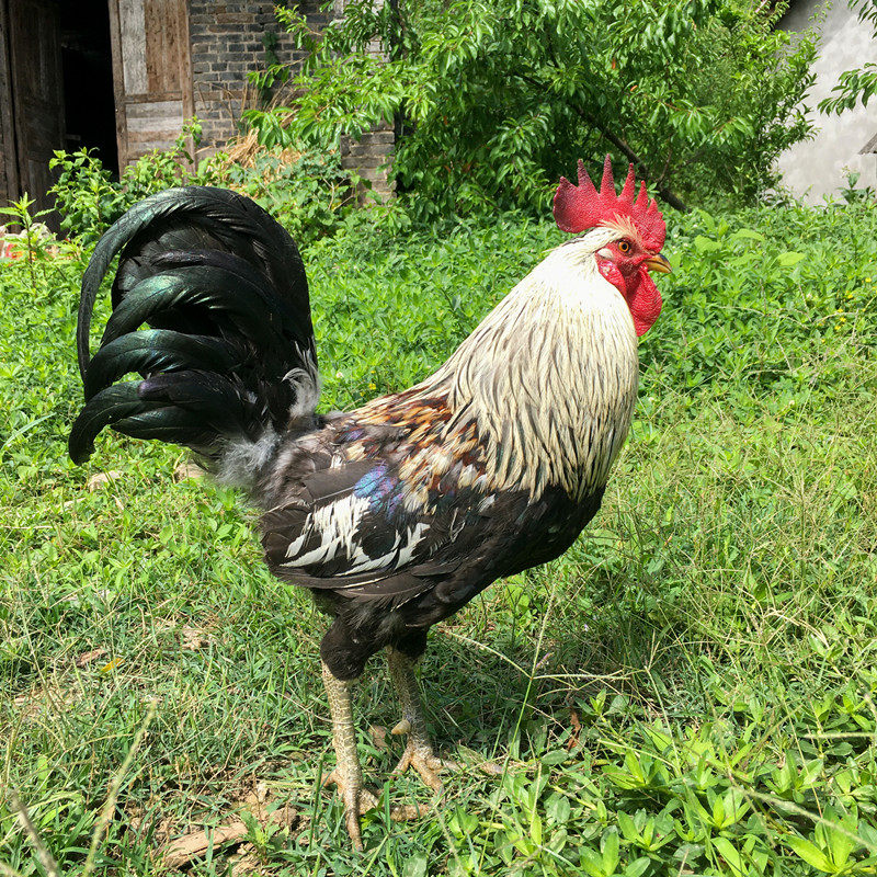 鹊山鸡种蛋受精蛋雀山鸡飞鸡柴鸡小型观赏鸡蛋藏鸡蛋