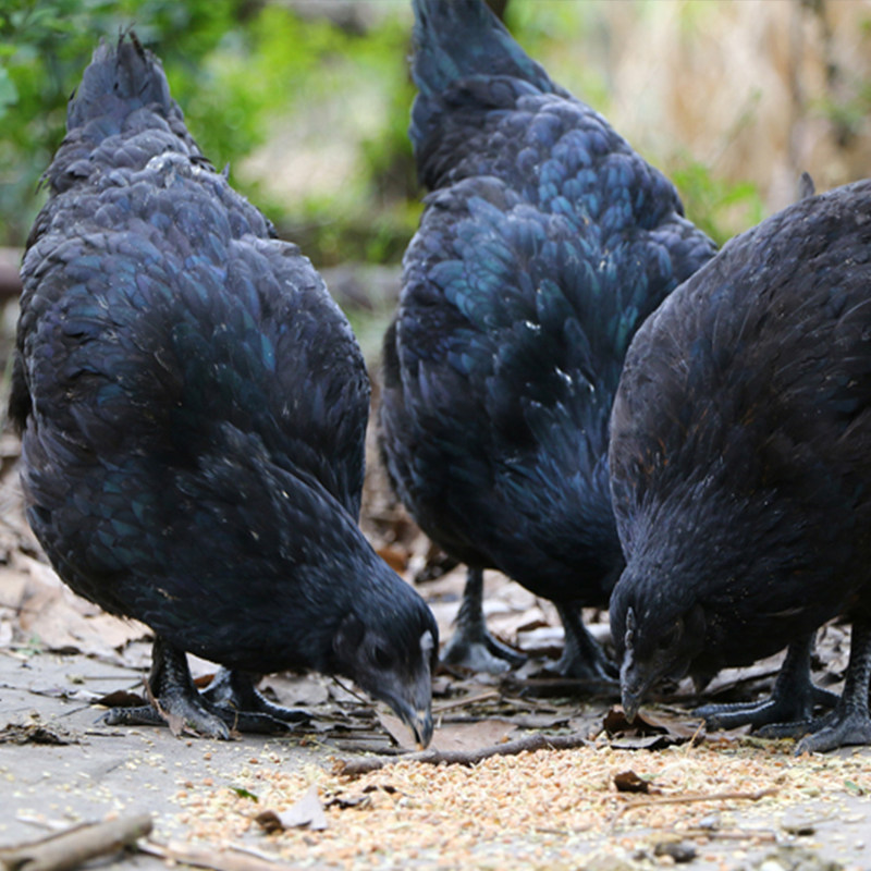 种蛋受精蛋可孵化五黑一绿鸡纯种高受精绿壳蛋鸡新鲜散养20枚包邮