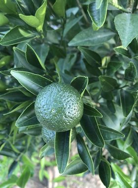 现摘新鲜新会鲜果小青柑茶枝柑青皮