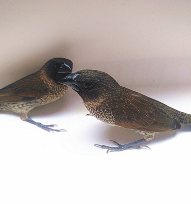 鸟活观音成年观赏宠物小鸟手家养鸟会飞鸟